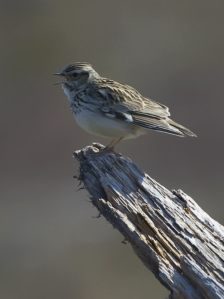Kangaskiuru, Wood Lark, Lullula arborea